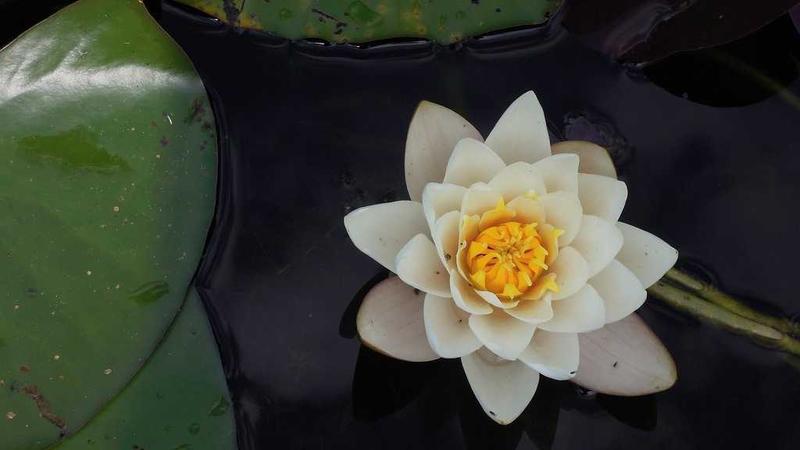 个人交易者案例